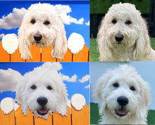 Load image into Gallery viewer, Perfect Pet Picture Peeker Fence Topper Decorative Sign